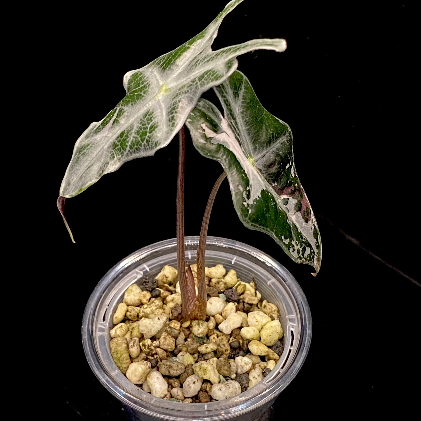 Alocasia Pink Nobilis D