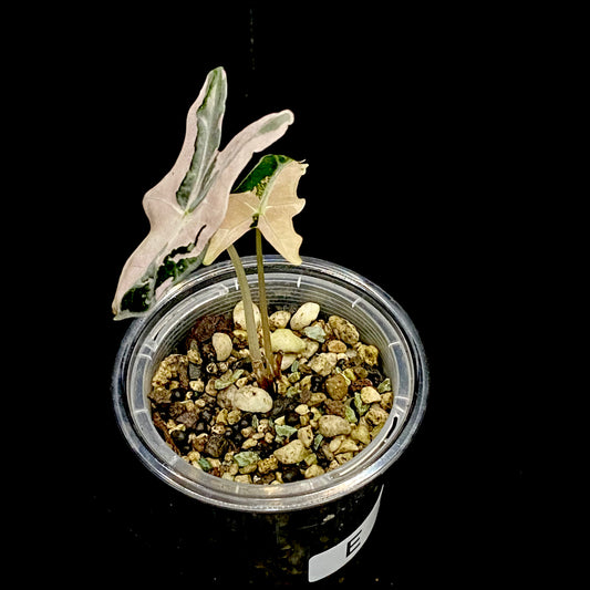 Alocasia Pink Nobilis E