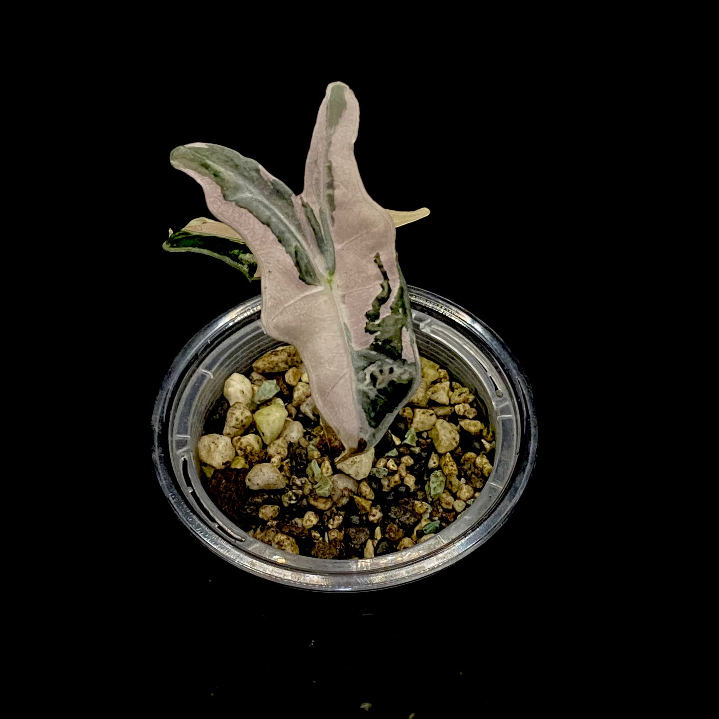 Alocasia Pink Nobilis E