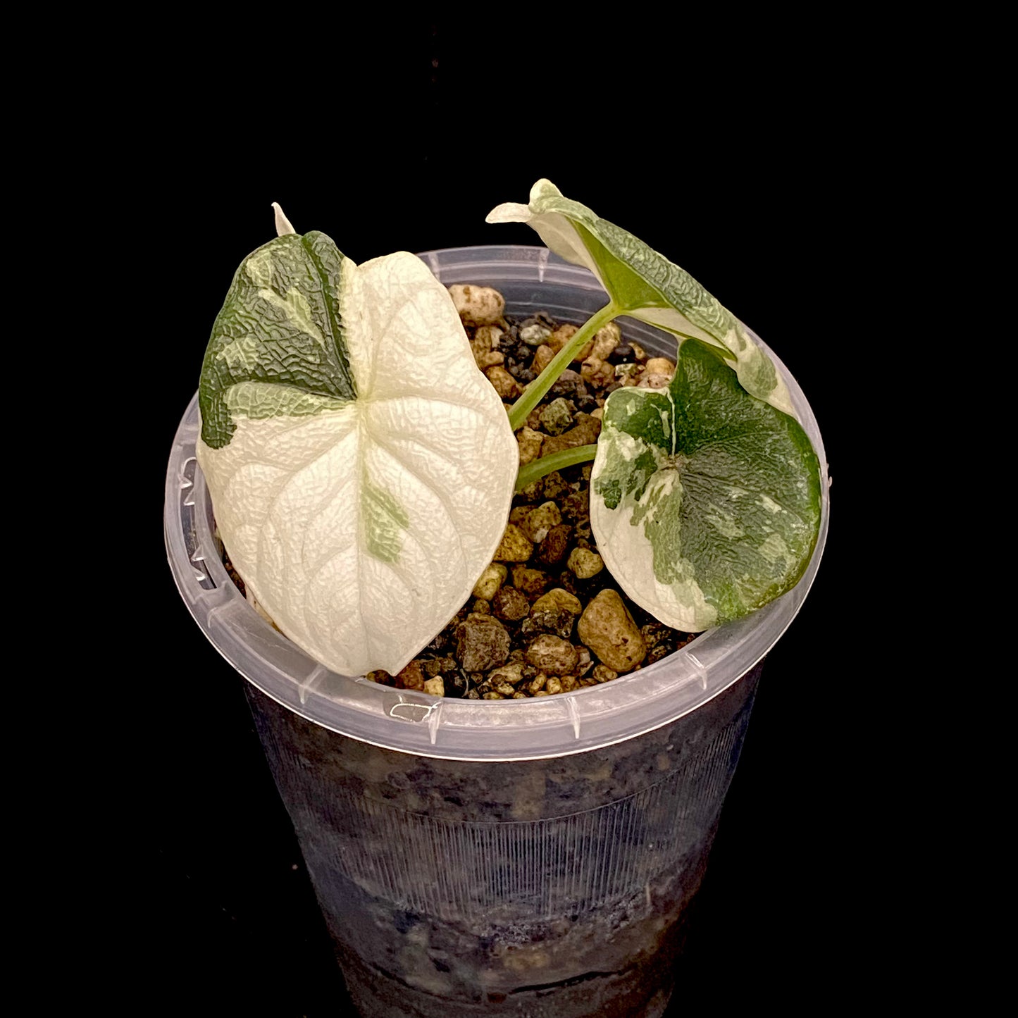 Alocasia Melo Albo Variegated A