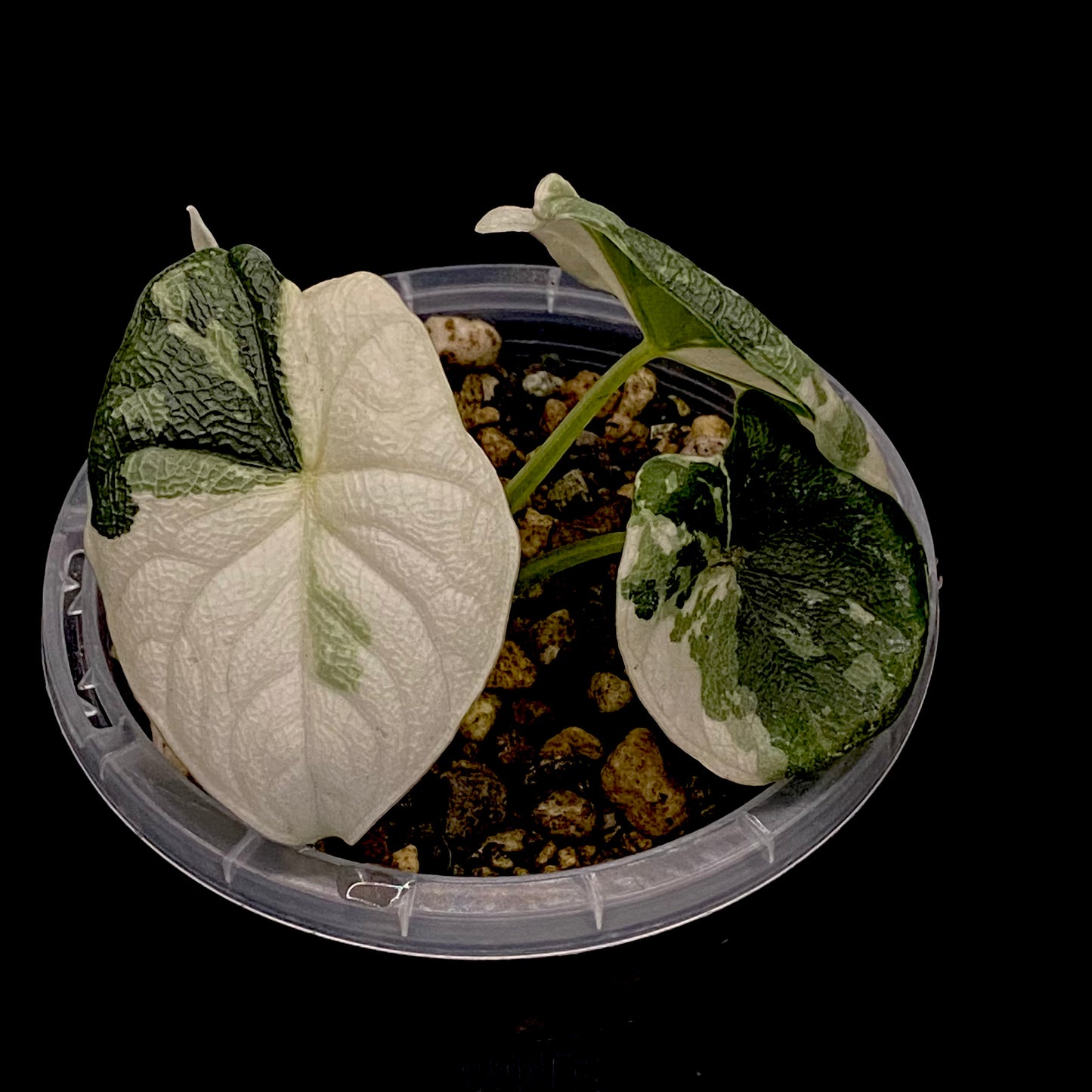 Alocasia Melo Albo Variegated A