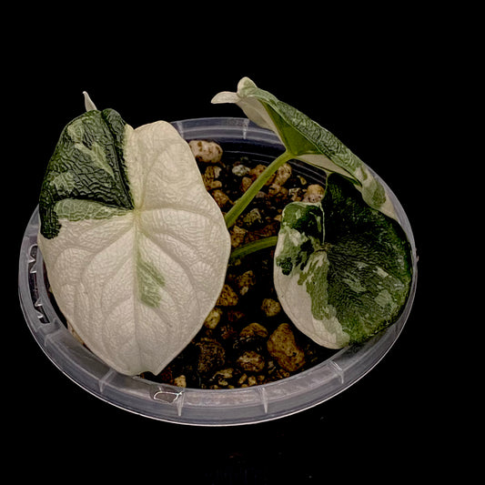 Alocasia Melo Albo Variegated A