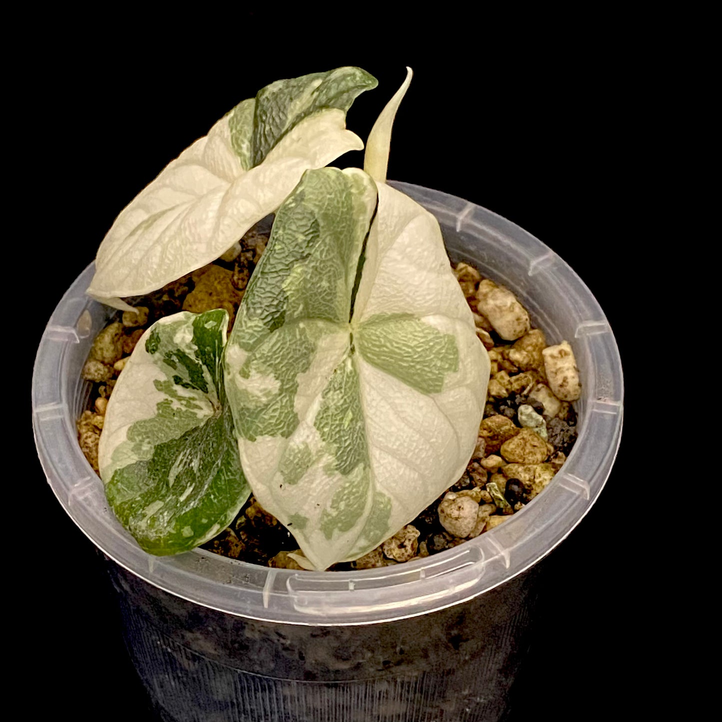 Alocasia Melo Albo Variegated A