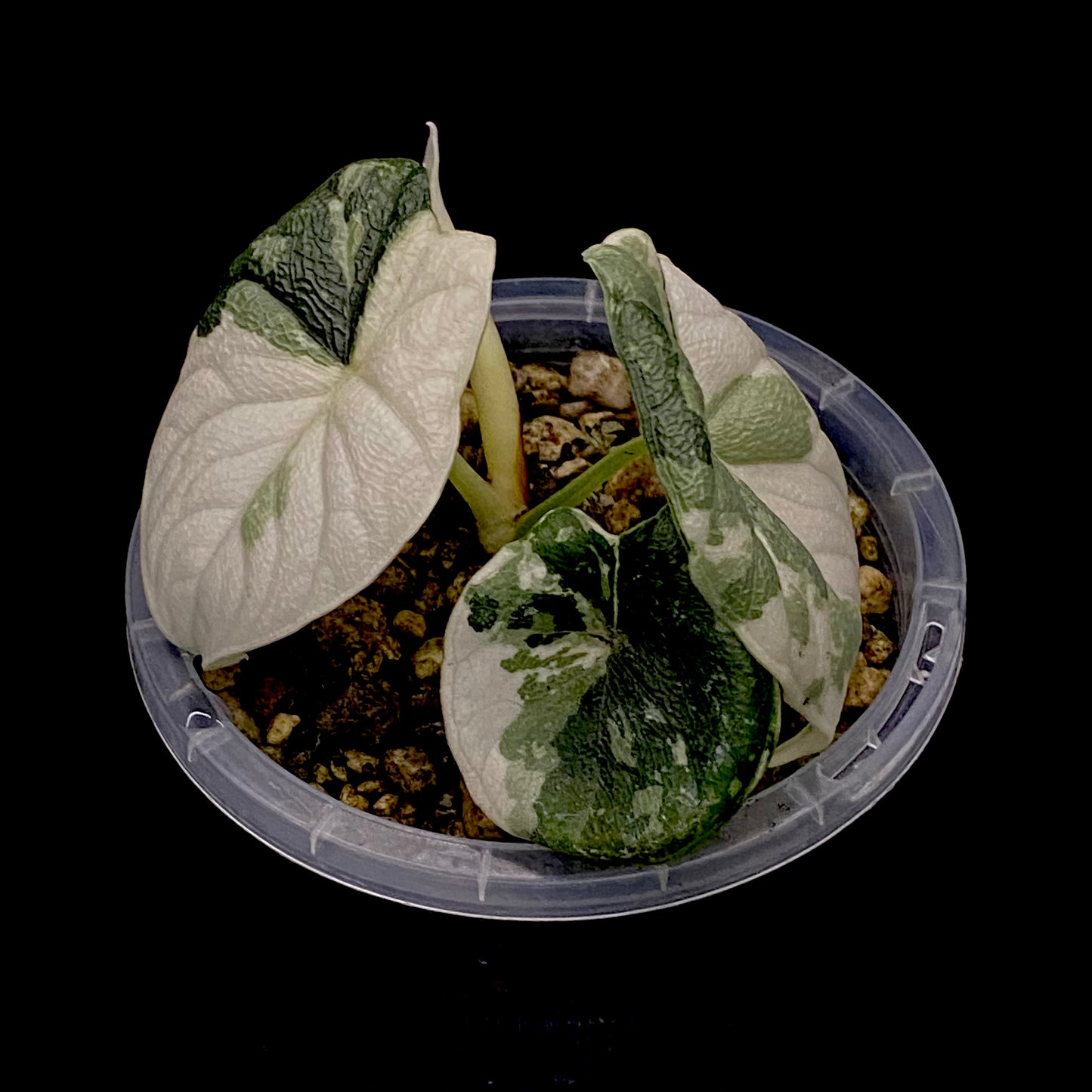 Alocasia Melo Albo Variegated A