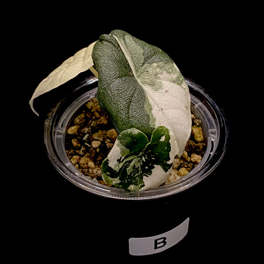Alocasia Melo Albo Variegated B