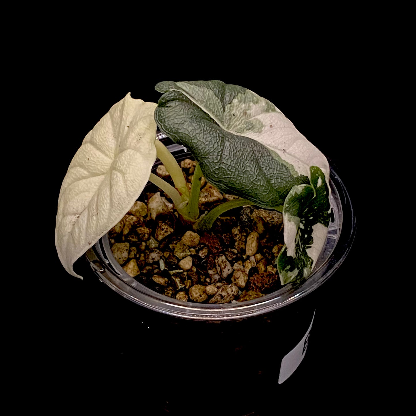 Alocasia Melo Albo Variegated B
