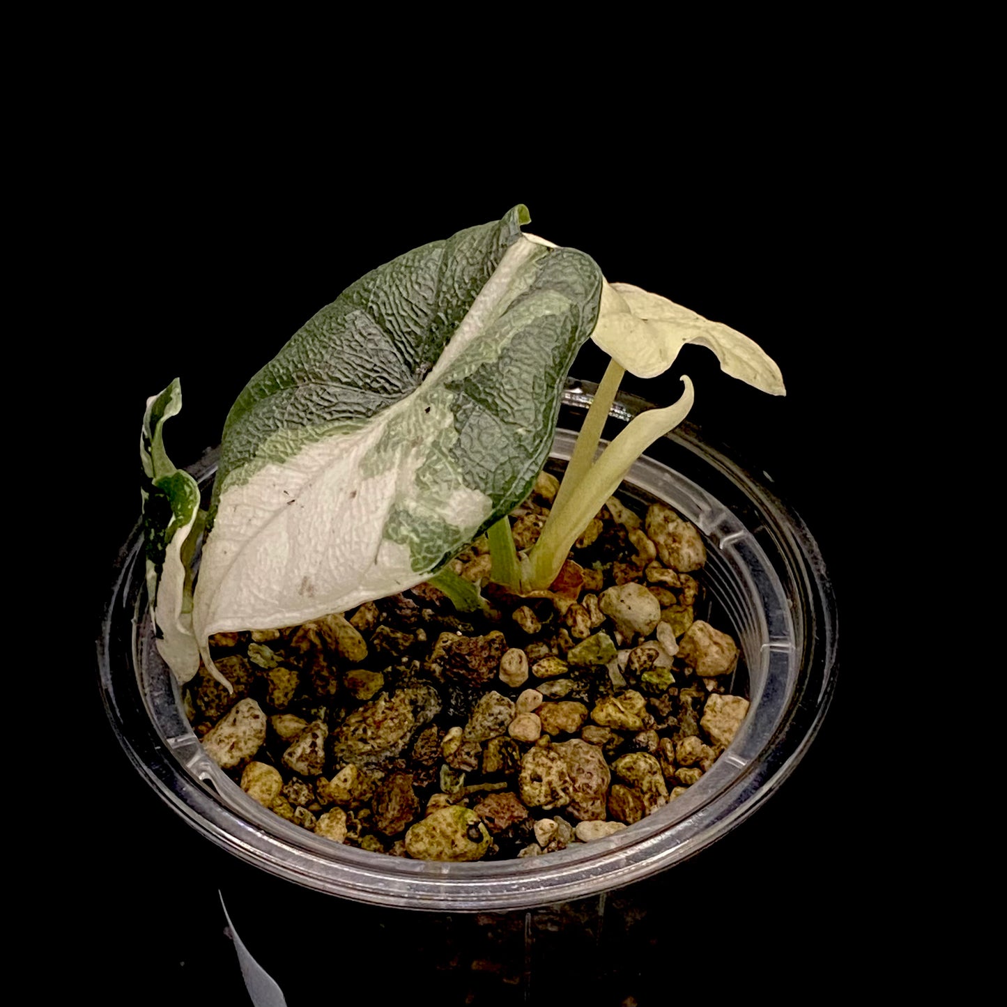 Alocasia Melo Albo Variegated B