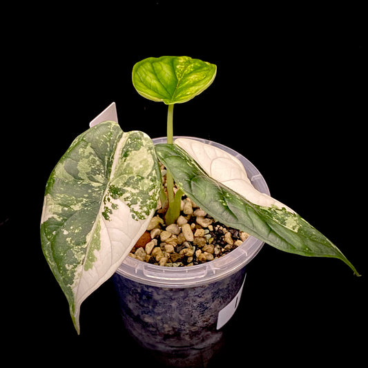 Alocasia Dragon Scale Albo Variegated I