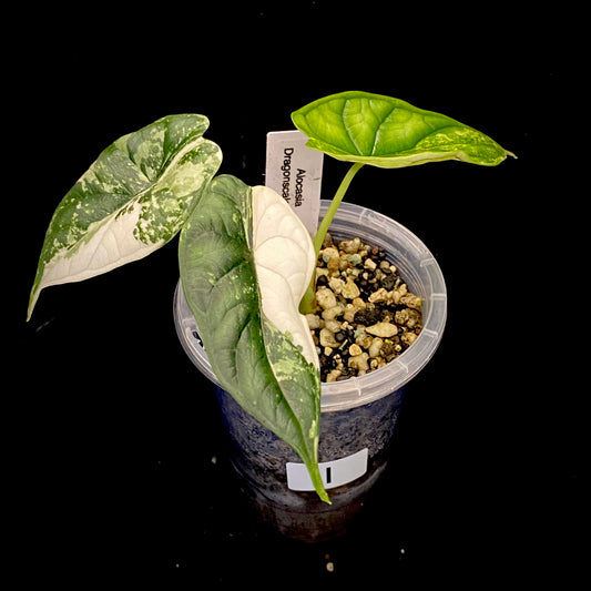 Alocasia Dragon Scale Albo Variegated I