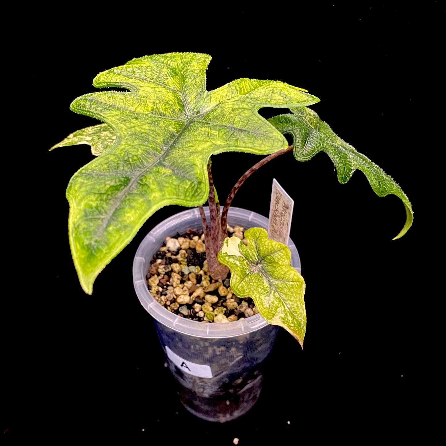 Alocasia Jacklyn Aurea Variegated