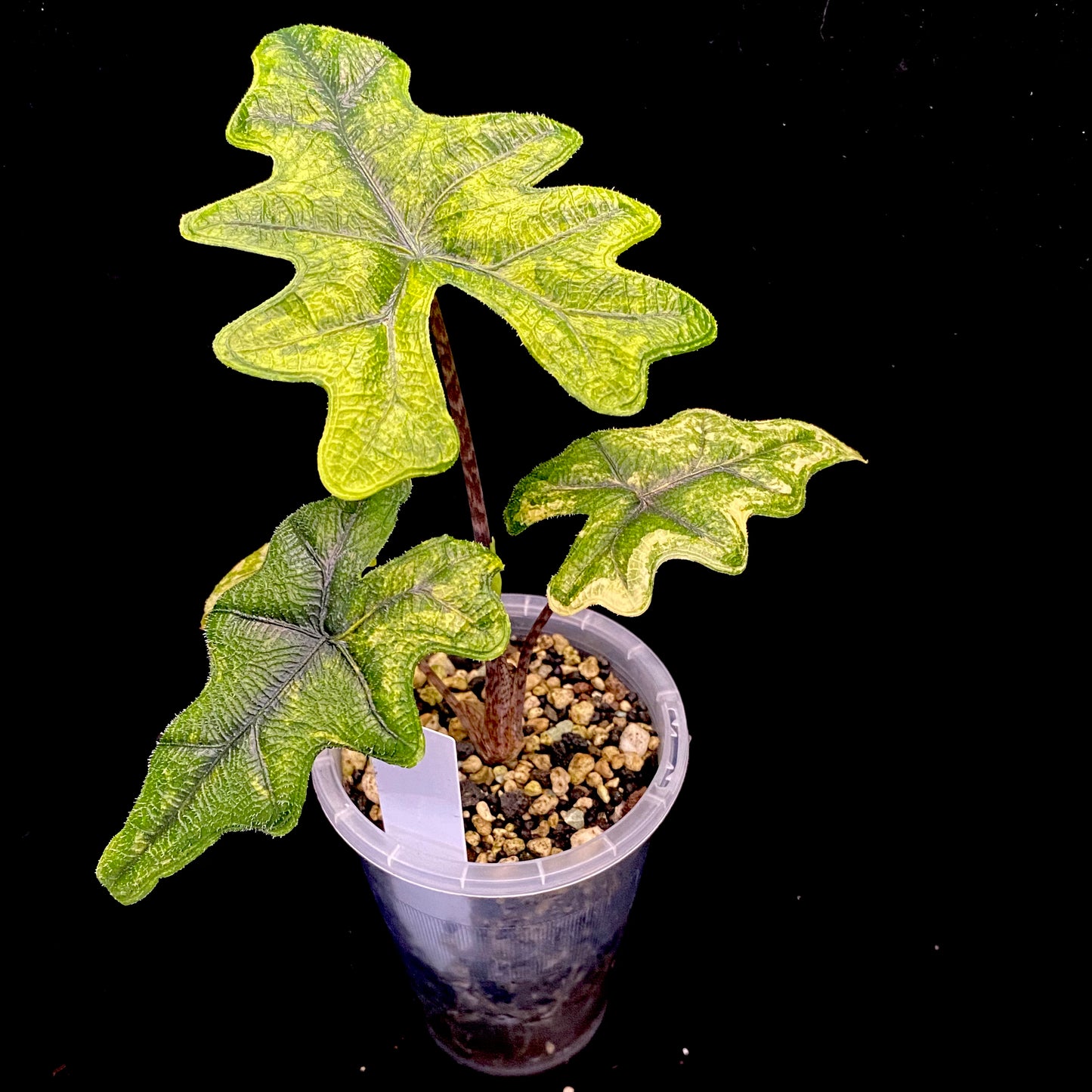 Alocasia Jacklyn Aurea Variegated