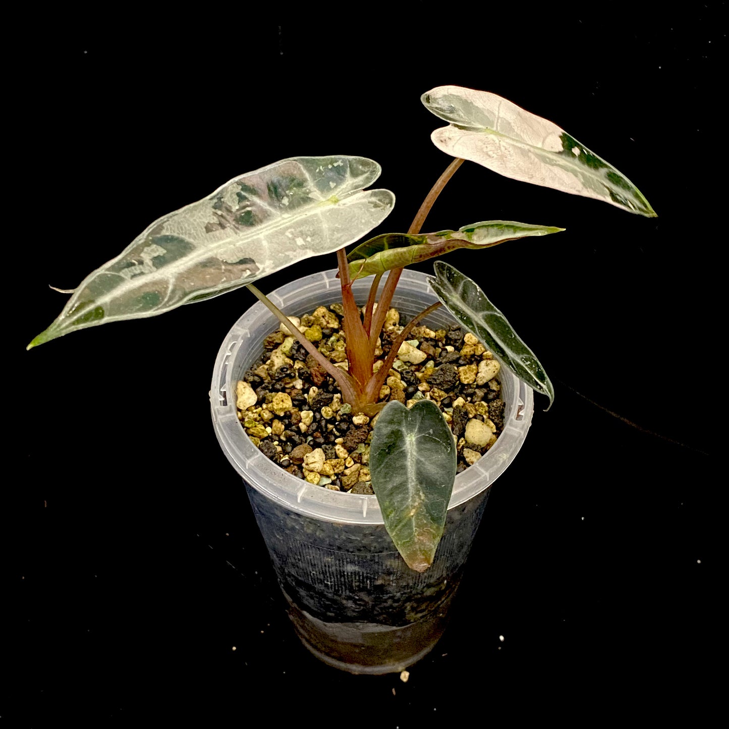 Alocasia Pink Bambino Variegated D