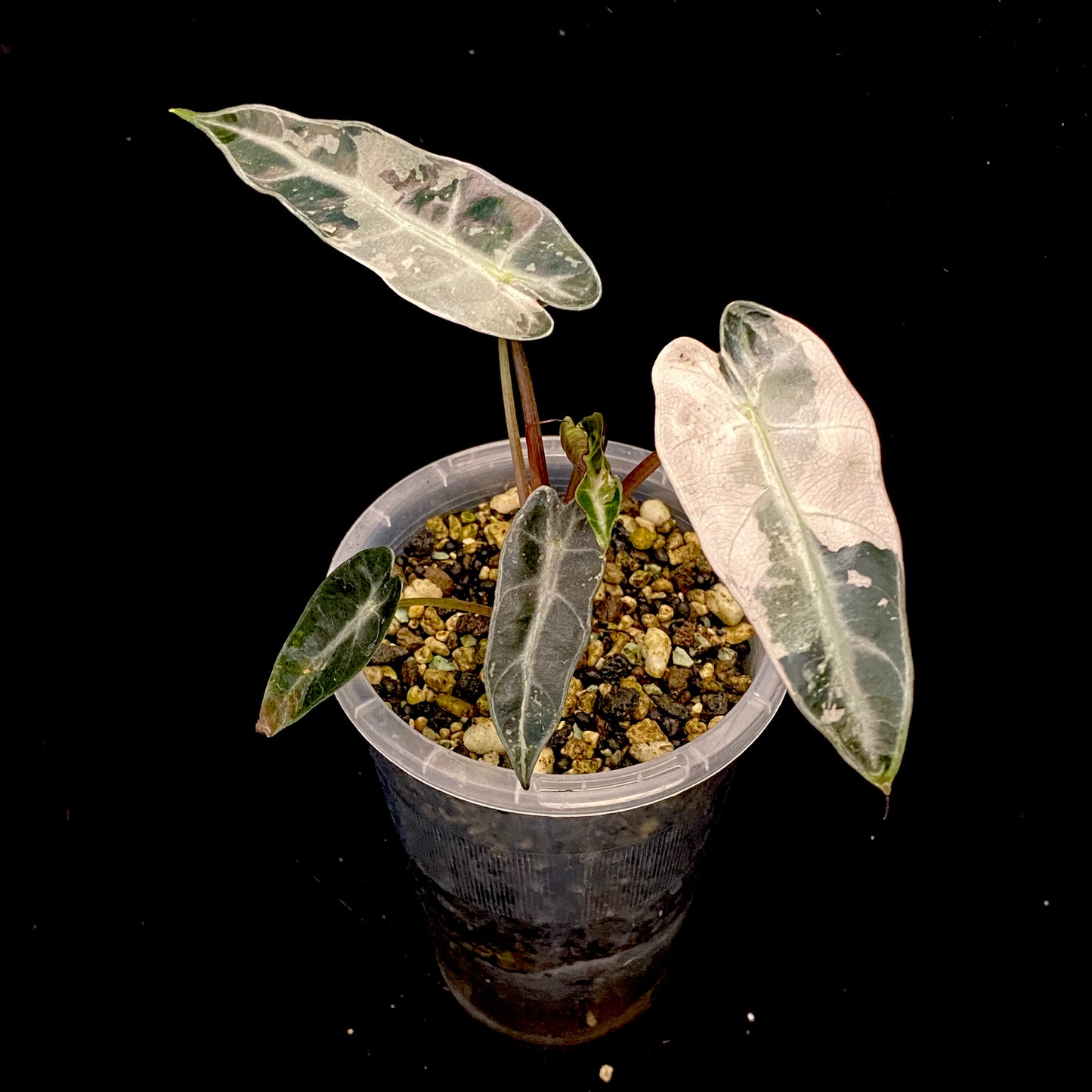 Alocasia Pink Bambino Variegated D