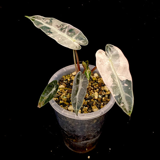 Alocasia Pink Bambino Variegated D