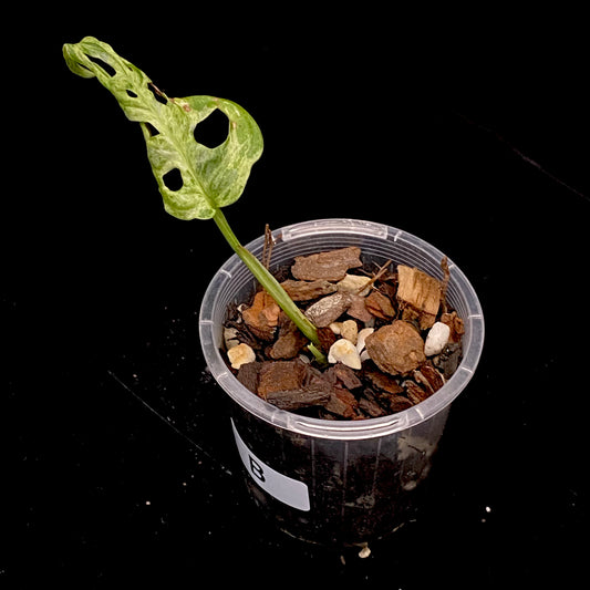 Monstera Adansonii Frozen Freckles B