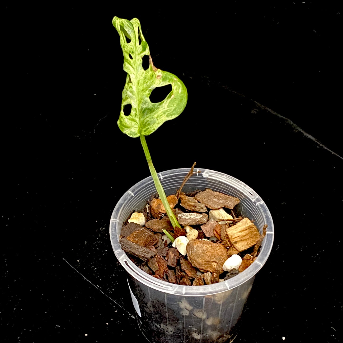 Monstera Adansonii Frozen Freckles B