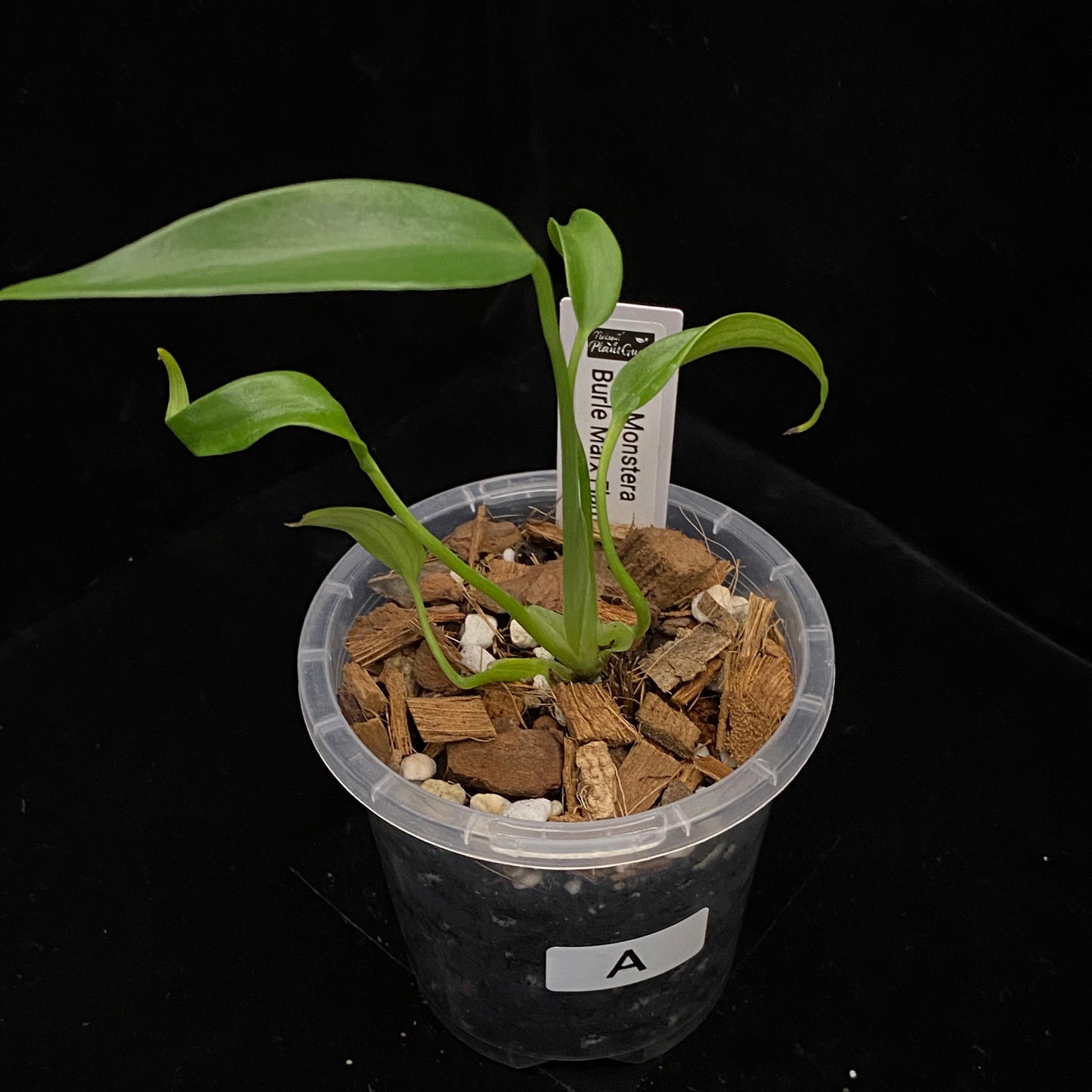 Monstera Burle Marx Flame - A