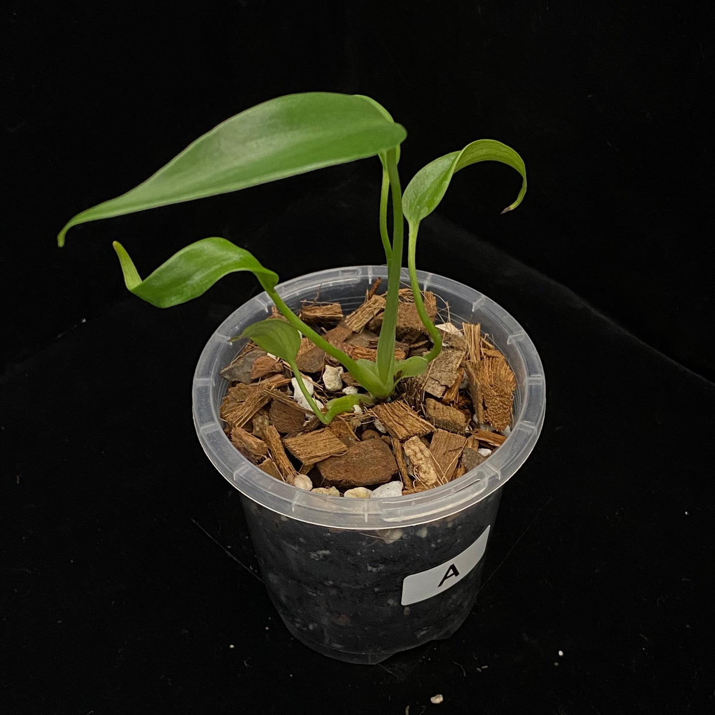 Monstera Burle Marx Flame - A