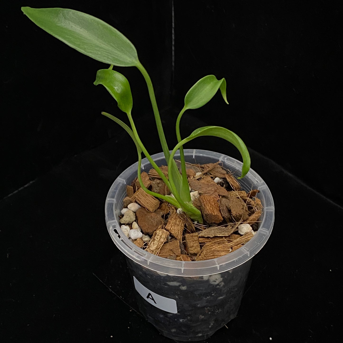 Monstera Burle Marx Flame - A