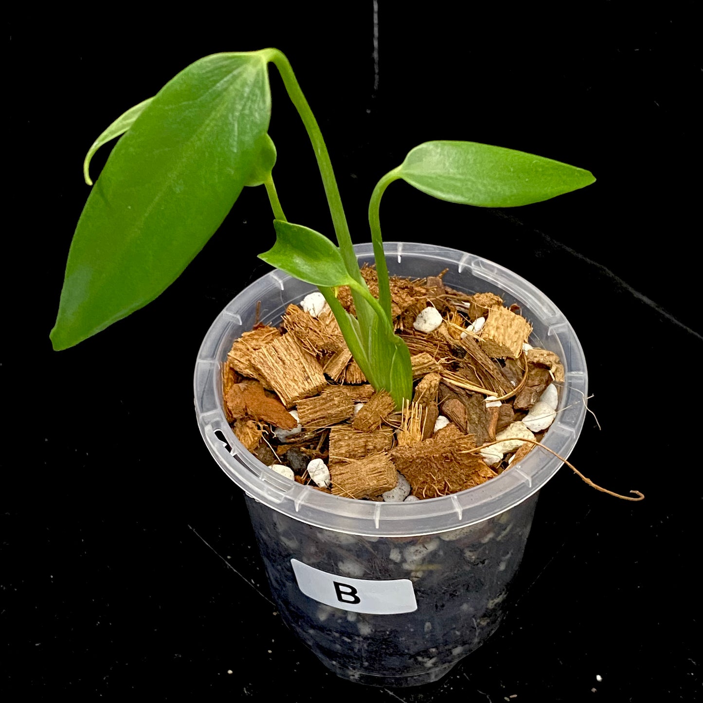 Monstera Burle Marx Flame - B