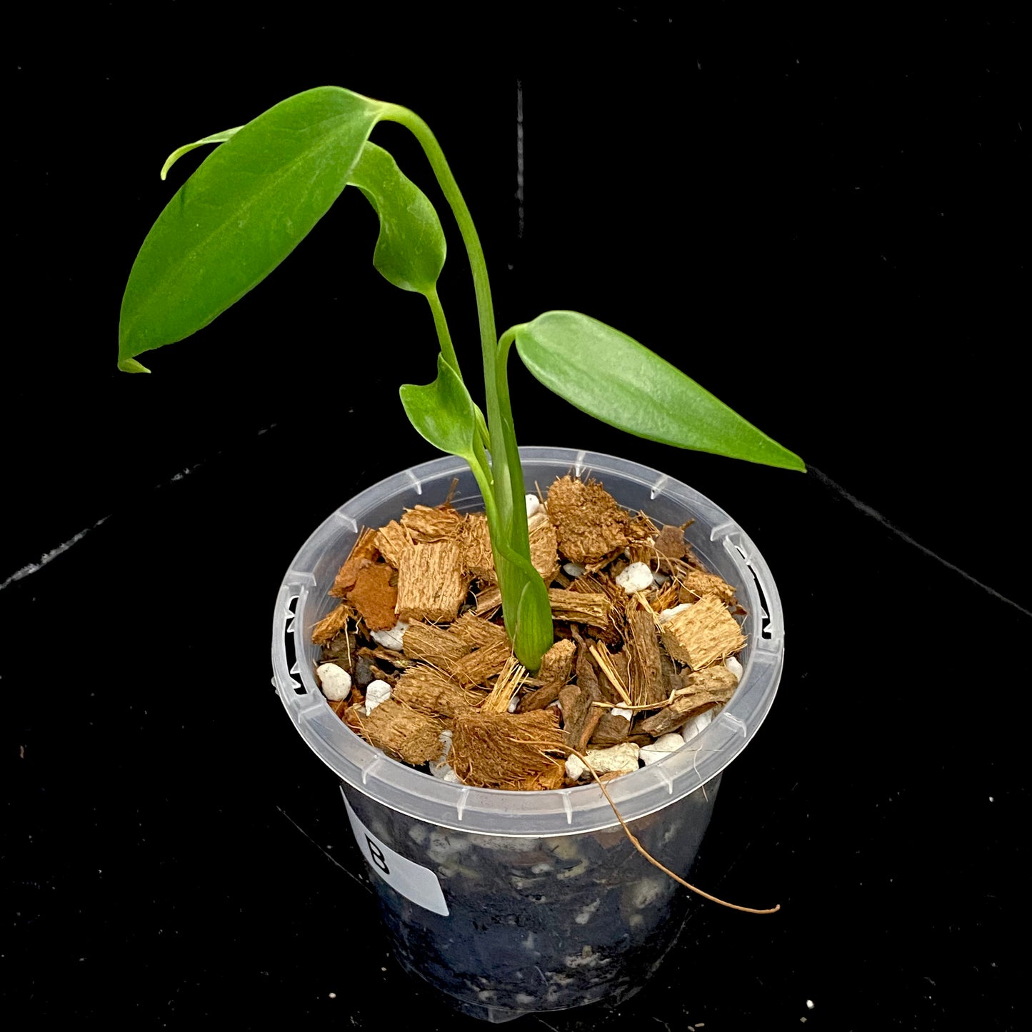 Monstera Burle Marx Flame - B