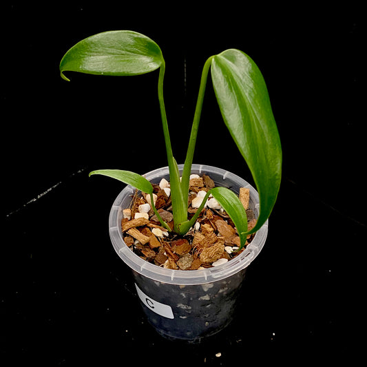 Monstera Burle Marx Flame - C