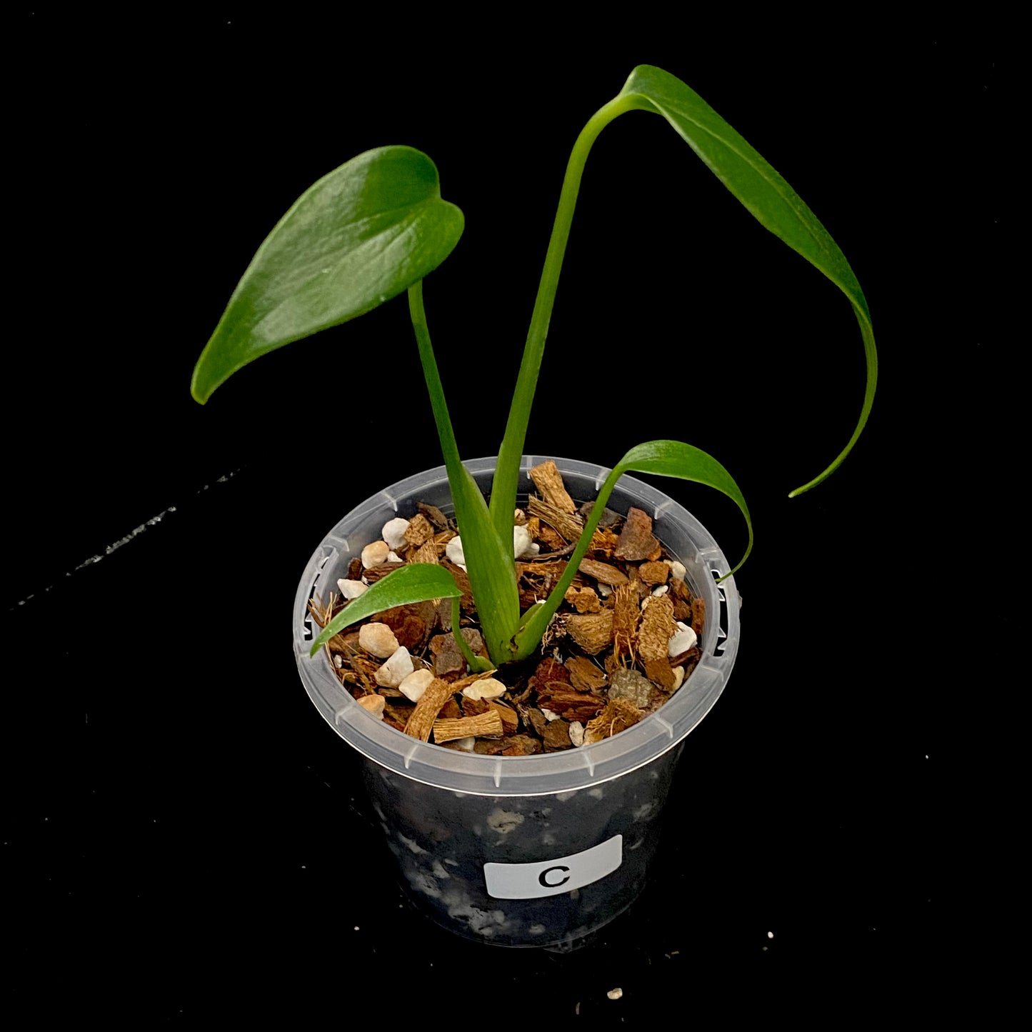 Monstera Burle Marx Flame - C