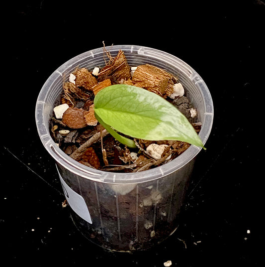 Epipremnum Pinnatum Cebu Blue Aurea D