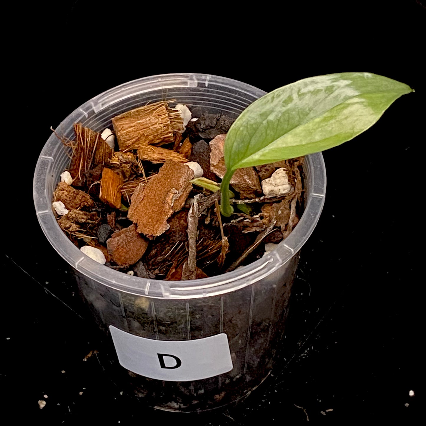 Epipremnum Pinnatum Cebu Blue Aurea D