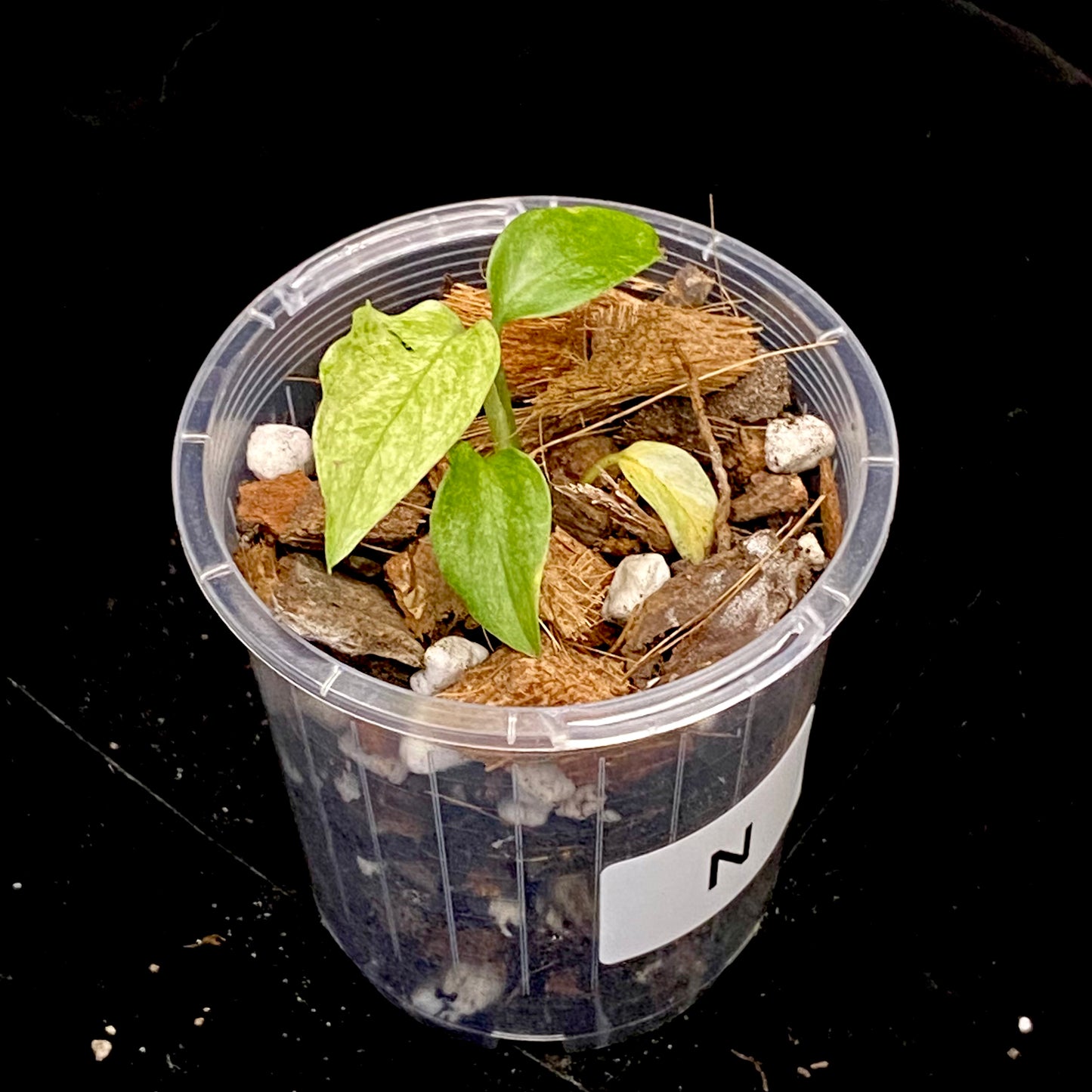 Monstera Adansonii Laniata Mint N