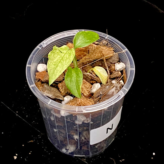 Monstera Adansonii Laniata Mint N