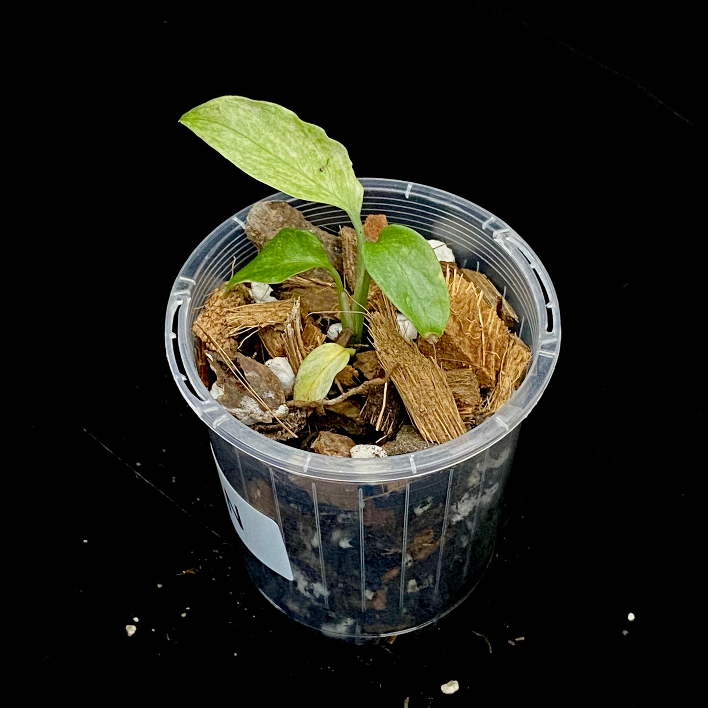 Monstera Adansonii Laniata Mint N