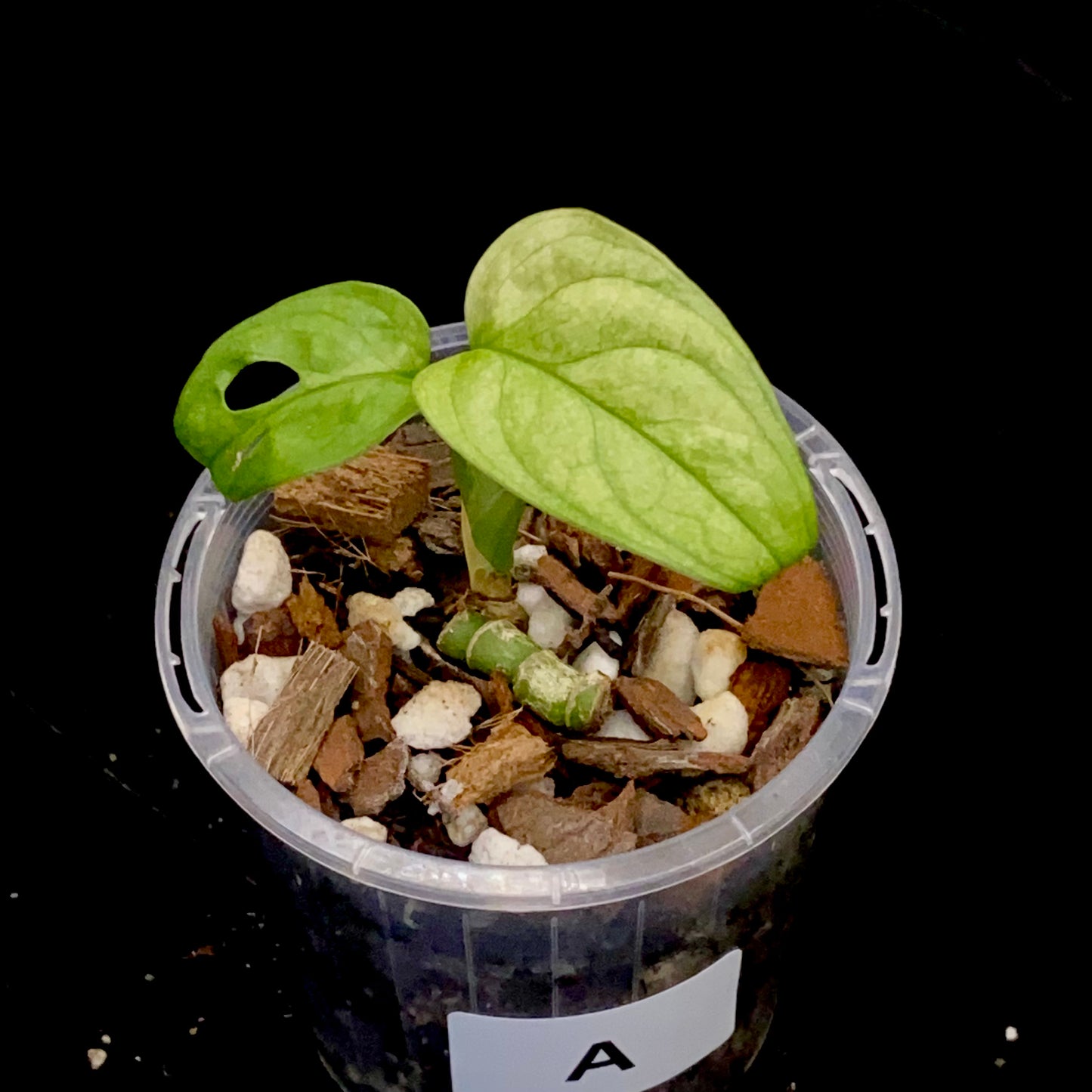 Monstera Adansonii Mint A