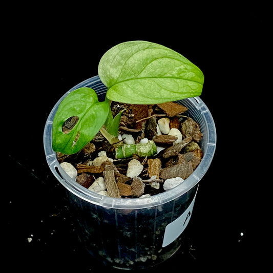 Monstera Adansonii Mint A