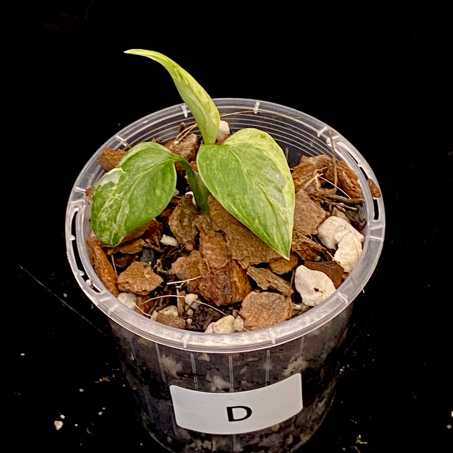 Monstera Adansonii Archipelago