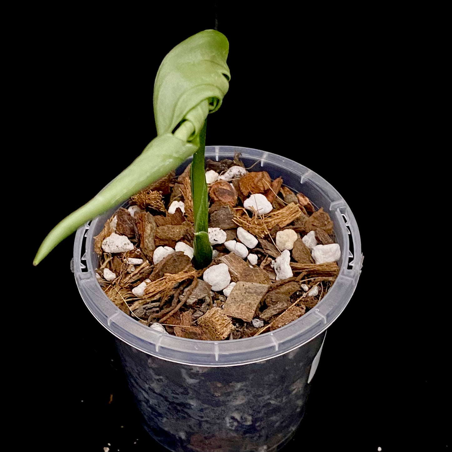 Monstera Esqueleto C