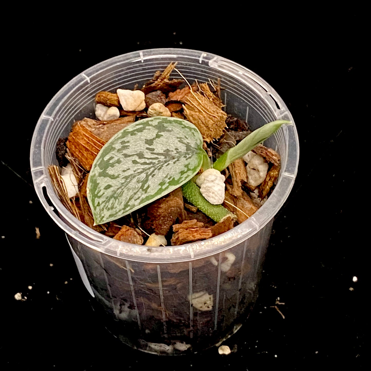 Scindapsus Silver Lady D