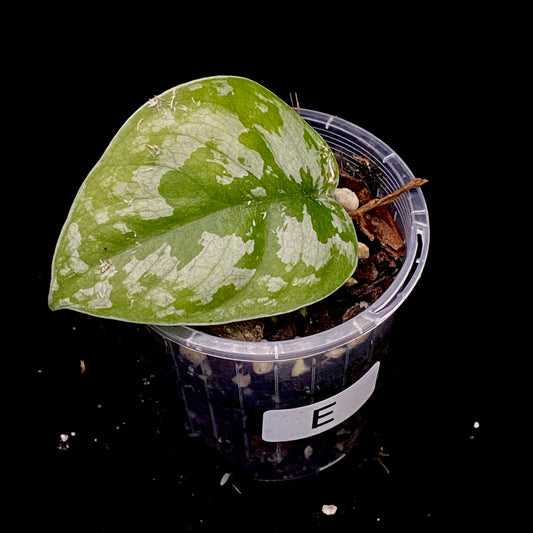 Scindapsus Black Mamba E
