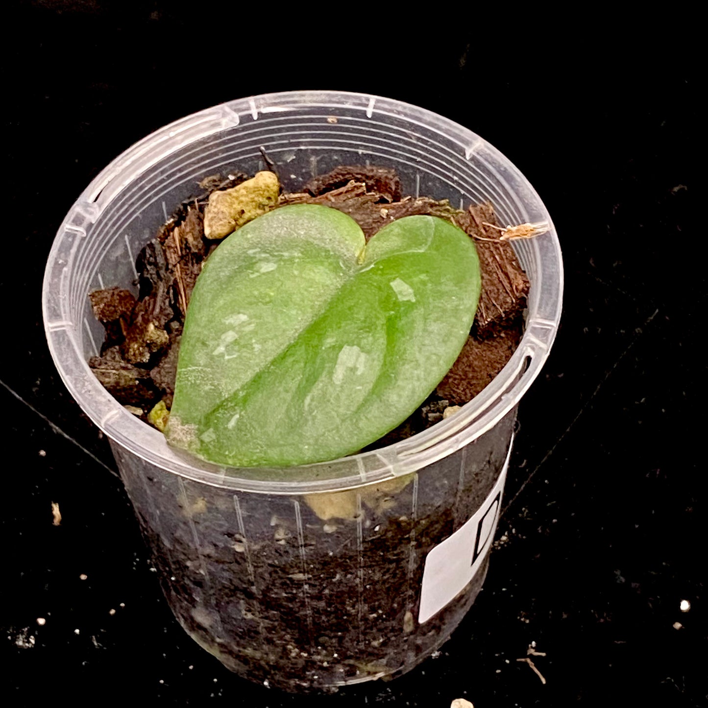 Scindapsus Black Mamba D