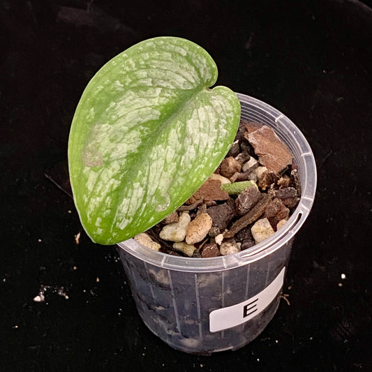 Scindapsus Silver Splash E