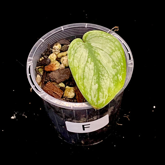 Scindapsus Silver Splash F