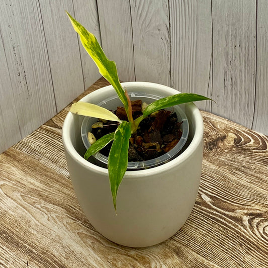 Philodendron Tortum Variegated E