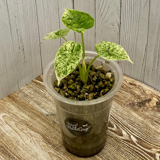 Alocasia Dragon Scale Mint Variegated H