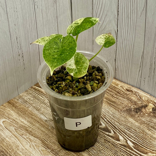 Alocasia Dragon Scale Mint Variegated P