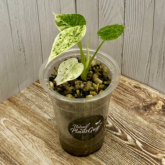 Alocasia Dragon Scale Mint Variegated Q