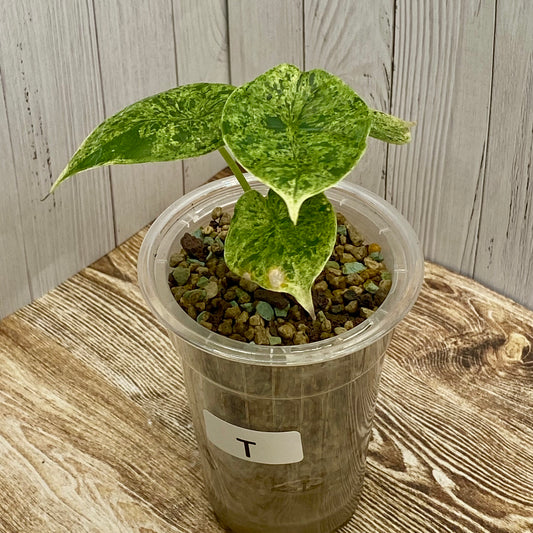 Alocasia Dragon Scale Mint Variegated T