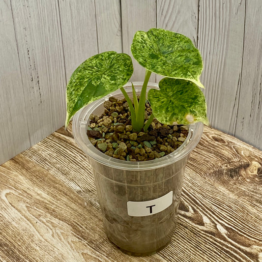 Alocasia Dragon Scale Mint Variegated T