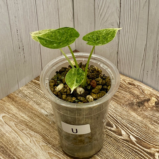 Alocasia Dragon Scale Mint Variegated U