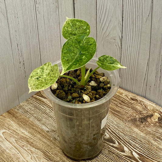 Alocasia Dragon Scale Mint Variegated U