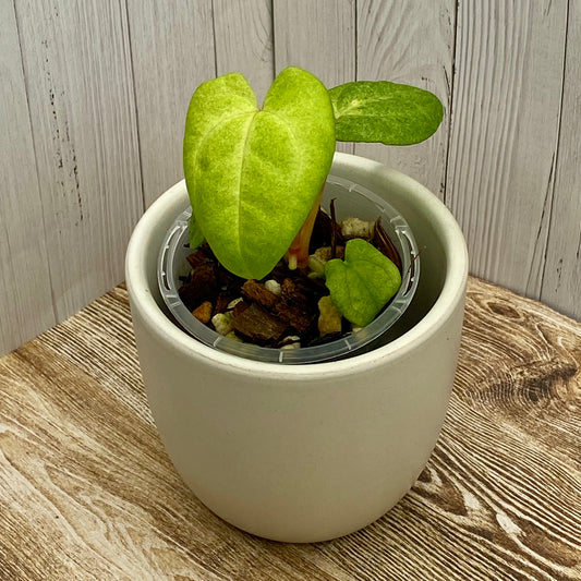 Anthurium Dark Phoenix Mint E